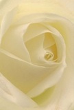 Nestled among the bustling community of Basildon, this close-up of a cream-white rose draws you into its tranquil heart, as if inviting you into the intimate layers of its softly unfurling petals. The subtle gradations of ivory and pale cream catch the daylight much like the gentle light falls across Pitsea Market, creating a serene glow. Wisps of shadows curl within the flower's core, emphasizing the subtle drama and quiet depth that only a nature-inspired composition can offer. It exudes a peace reminiscent of early walks through local parks - a calm that lingers in the air, mirrored by the barely-there, sweet scent suggested by the scene. As a florist in Basildon would attest, this rose serves as a gentle symbol - ideal for sympathy, new beginnings, or simply bestowing admiration. The craftsmanship evident in each precisely placed petal reflects both nature's wisdom and the talented touch of Flowers Basildon, capturing not just a bloom, but the heartfelt artistry and emotion embodied within every special occasion arrangement in the local community.